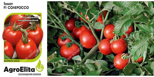 Низкорослые сорта и гибриды томатов, устойчивые к кладоспориозу